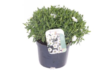 Arenaria Montana
