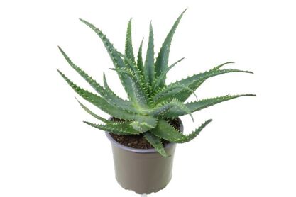 Aloe Arborescens