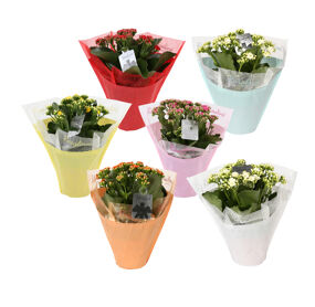 Kalan Gev Gemengd Hoes Gifts