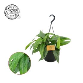 Epipremnum Pinnatum 'cebu Blue'