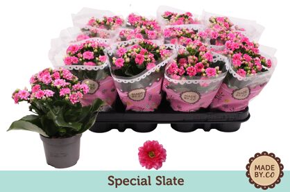 Kalan Gev Paars Special Slate