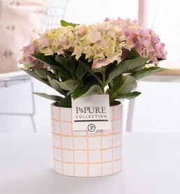 Hydr M Early Rosa 2+ Keramiek Tirza