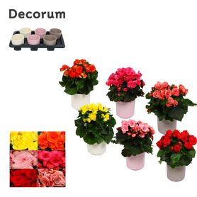 Beg Du Gemengd Keramiek