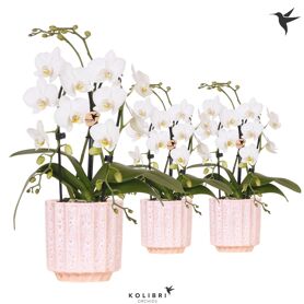 Kolibri Orchids Phalaenopsis Cascade Niagara Fall