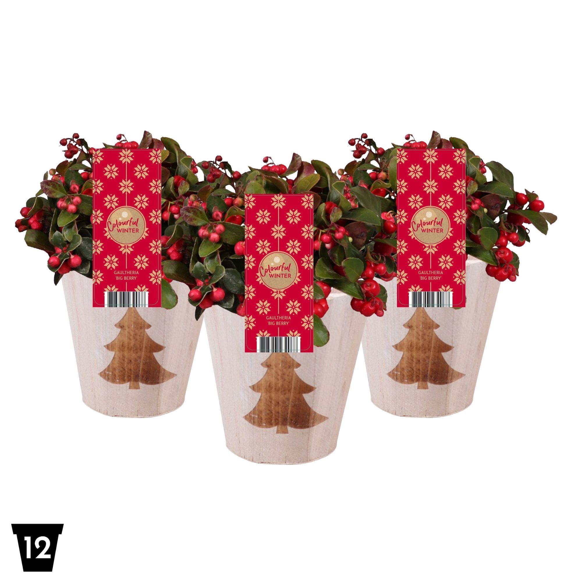 Gaultheria Pr Big Berry Hout Rond