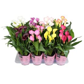 Zant Gemengd 5+ Potcover Roze