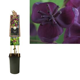 Akebia Quinata