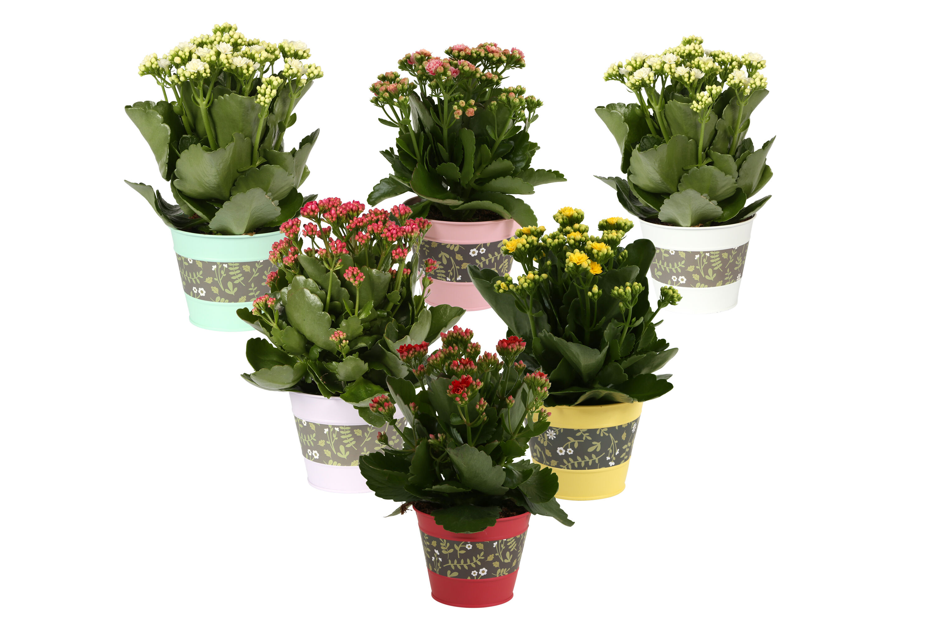 Kalan Gev Gemengd Zink Bloemen