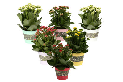 Kalan Gev Gemengd Zink Bloemen