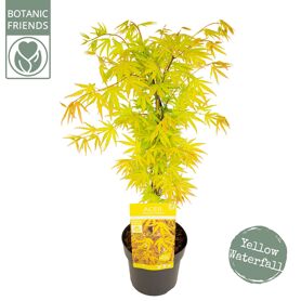 Acer Palm. 'cascade Citrine'