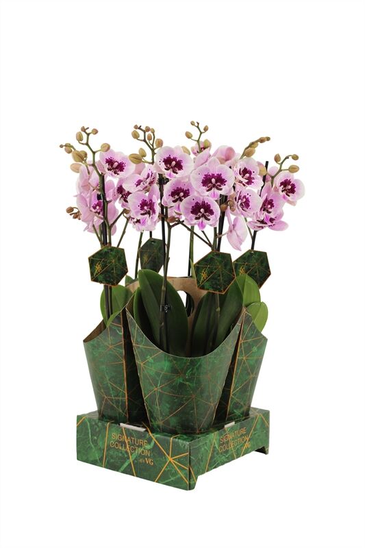 Phal Aladin 2 Tak 16+ Potcover