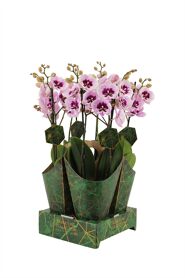 Phal Aladin 2 Tak 16+ Potcover