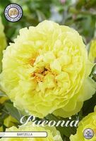 Bloembol Paeonia Bartzella (x1)