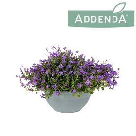 Camp Ambella Purple Schaal Xl