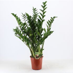 Zamioculcas Zamiifolia