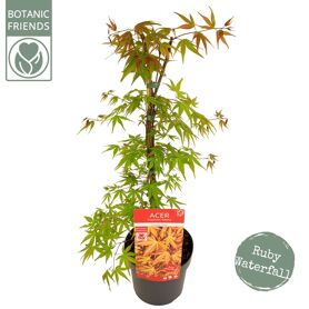 Acer Palm. 'cascade Ruby' ®