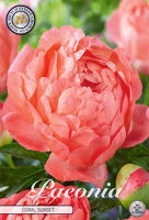Bloembol Paeonia Coral Sunset (x1)
