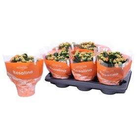 Kalan Gev Oranje Tst