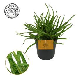 Aloe Spider