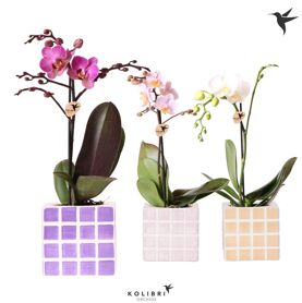 Kolibri Orchids Phalaenopsis Mix 1 Spike In Mosa P