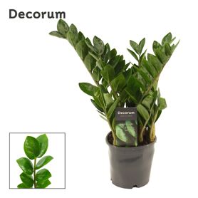 Zamioculcas Zamiifolia Lima 5pp
