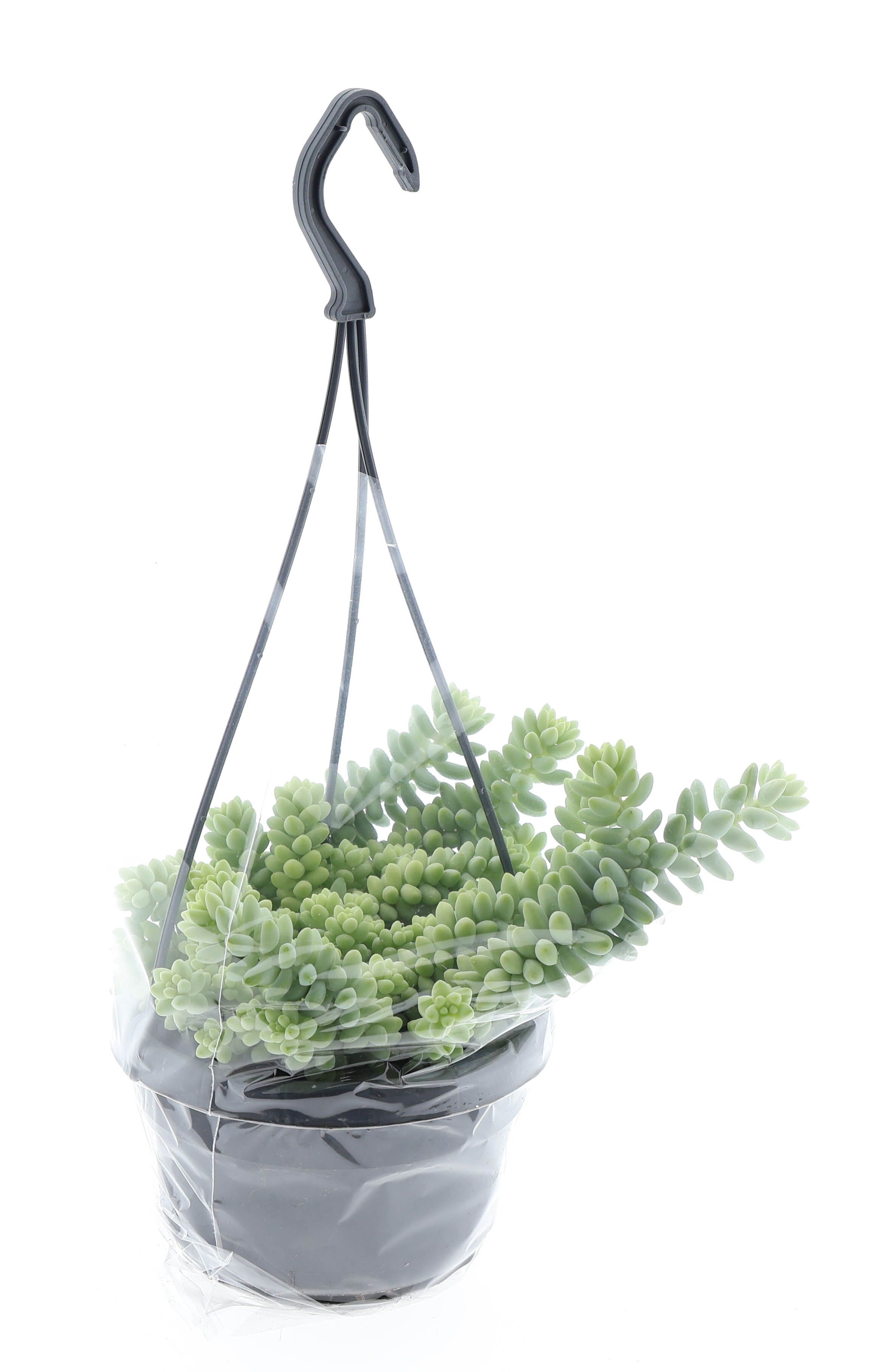 Sedum Burrito