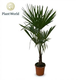 Trachycarpus Fortuneii