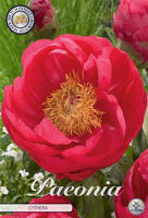 Bloembol Paeonia Cythera (x1)