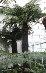 Dicksonia Antarctica