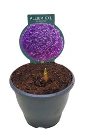 Allium Gladiator