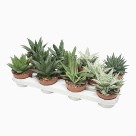 Aloe - Haworthia Gemengd