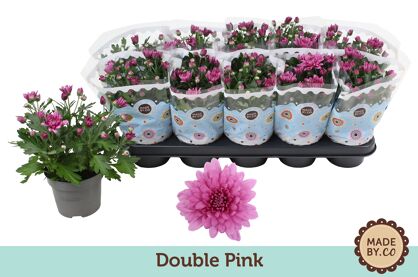 Chrys Roze Double