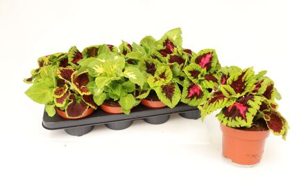 Coleus Gemengd Kong