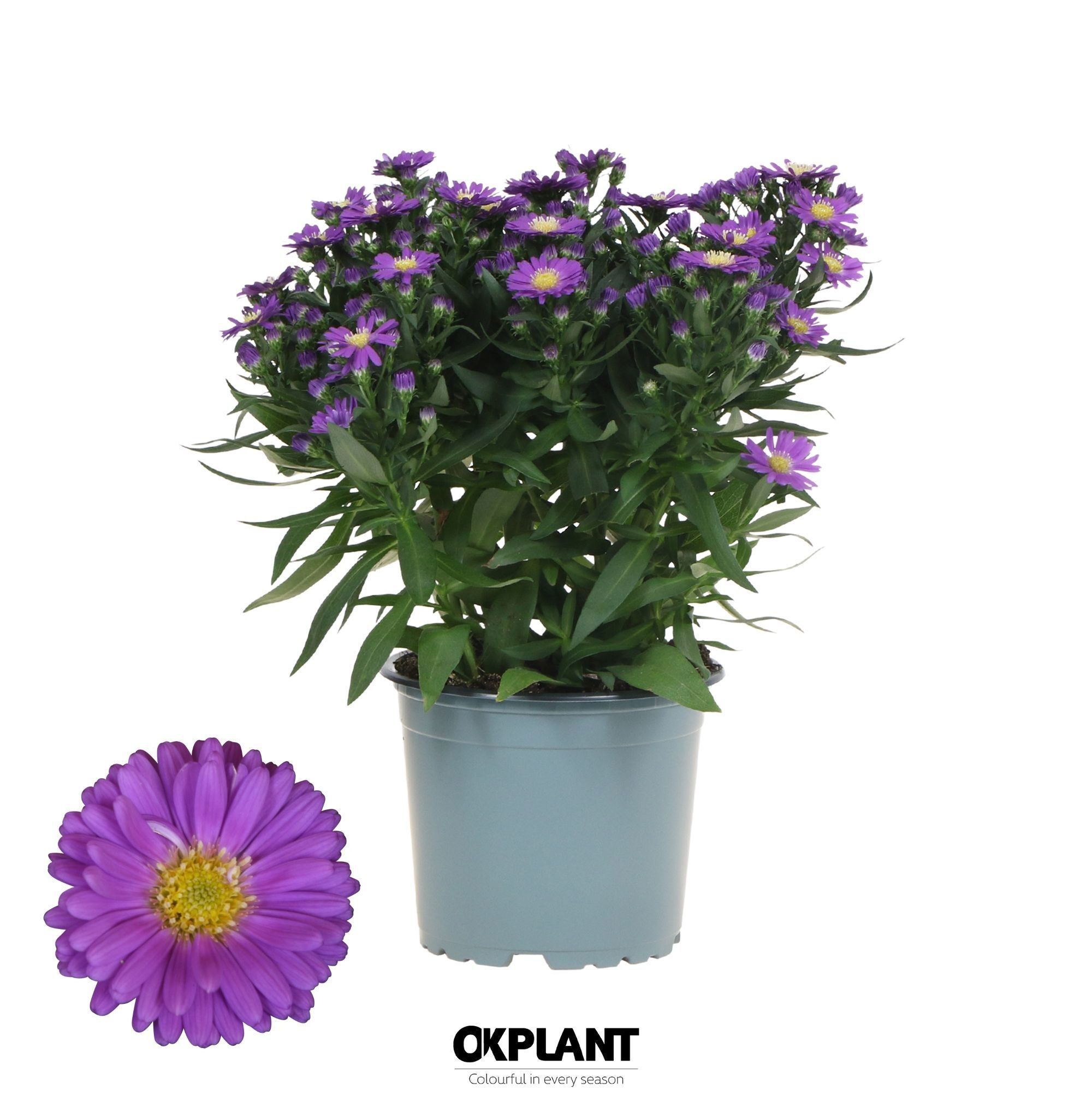 Aster Starletta Blue