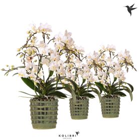 Kolibri Orchids Phalaenopsis Botanic 4 Spike In Me