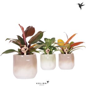 Phil Gemengd Keramiek Gradience