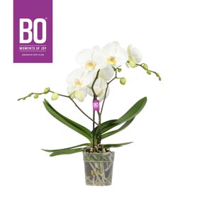 Phal Bo Big 50 Wit 1 Tak