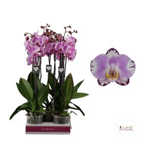 Phal 2 Tak 70cm Magic Art
