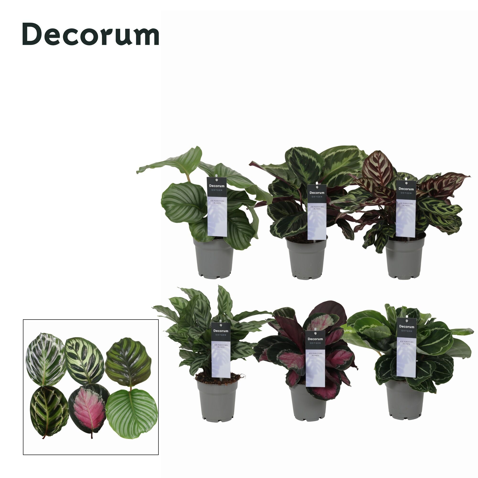Calathea Gemengd