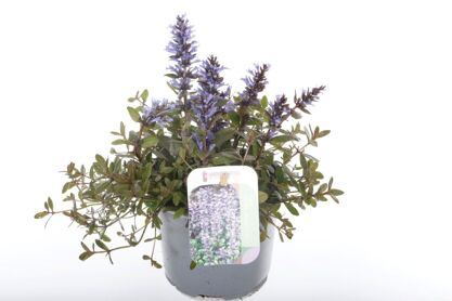 Ajuga Rep Chocolate Chips