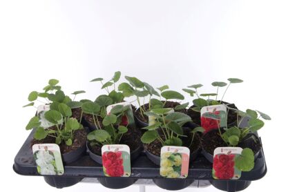 Alcea Rosea Chart Gemengd