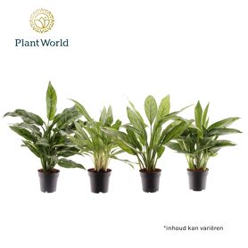 Aglaonema Gemengd