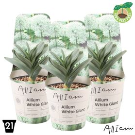 Allium White Giant Potcover