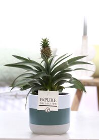 Ananas 'rosita'