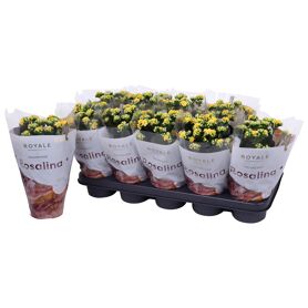 Kalan Gev Geel Royale