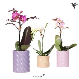 Kolibri Orchids Phalaenopsis Mix 1 Spike In Candy