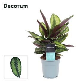 Calathea