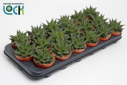 Aloe Aristata Special