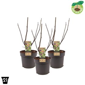Ficus Carica Little Miss Figgy