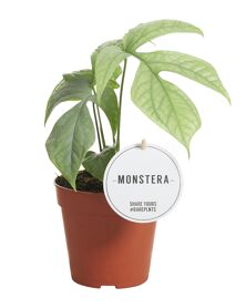 Monstera Amydrium Medium Silver
